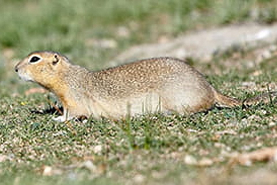 richardson-ground-squirrel-sask-gov