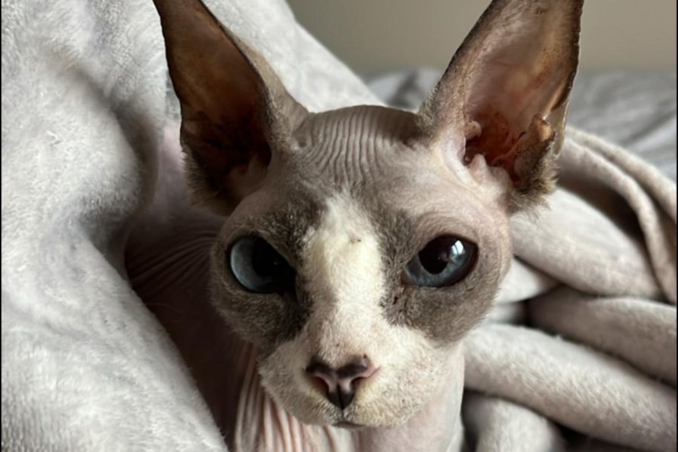 Seraphina is recovering after undergoing treatment.