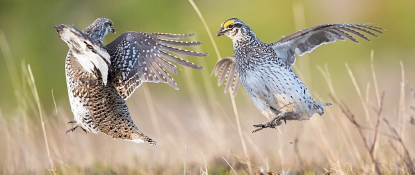 sharp-tailed-grouse-1