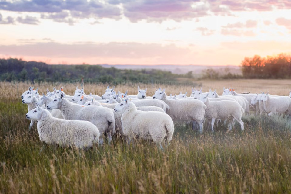 sheep