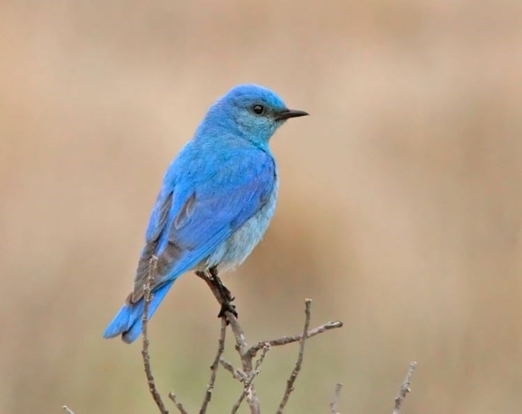 Mountain Bluebird