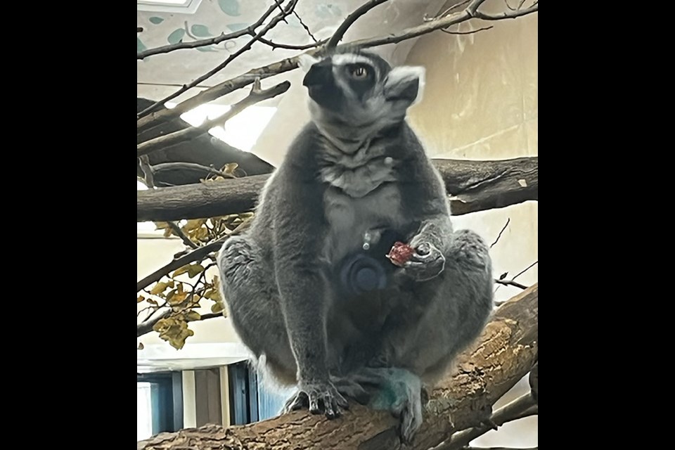 Mother Lucy, ring-tailed lemur at Saskatoon's Forestry Farm Park and Zoo has a snack while keeping a close eye on her five-day-old infant.