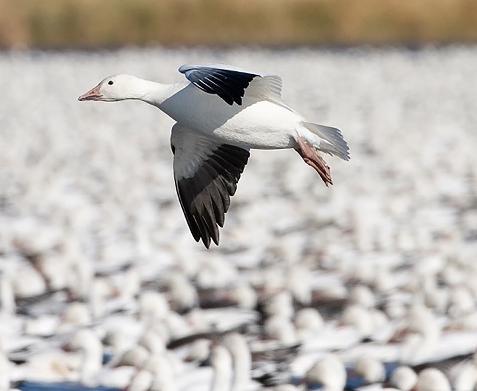 Snow Geese Flying