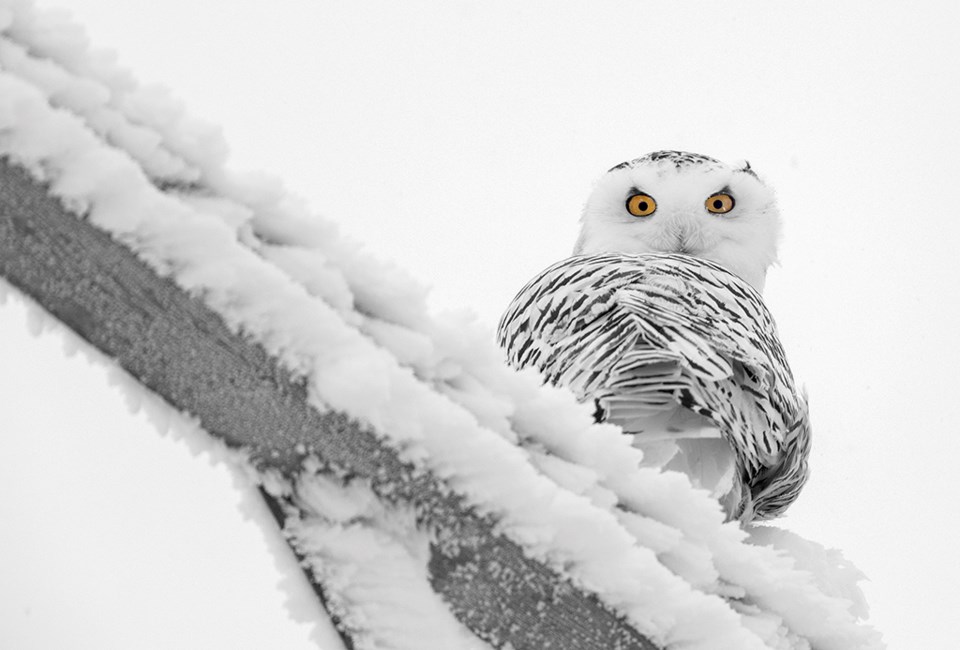 snowyowl