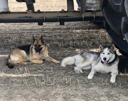 stolen dogs crime stoppers