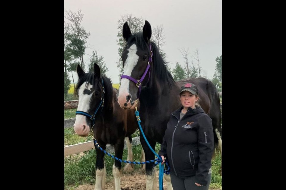 Lacey Unterschute has exported these Clydesdale mares to Scotland. Lacey Unterschute / Yorkton This Week
