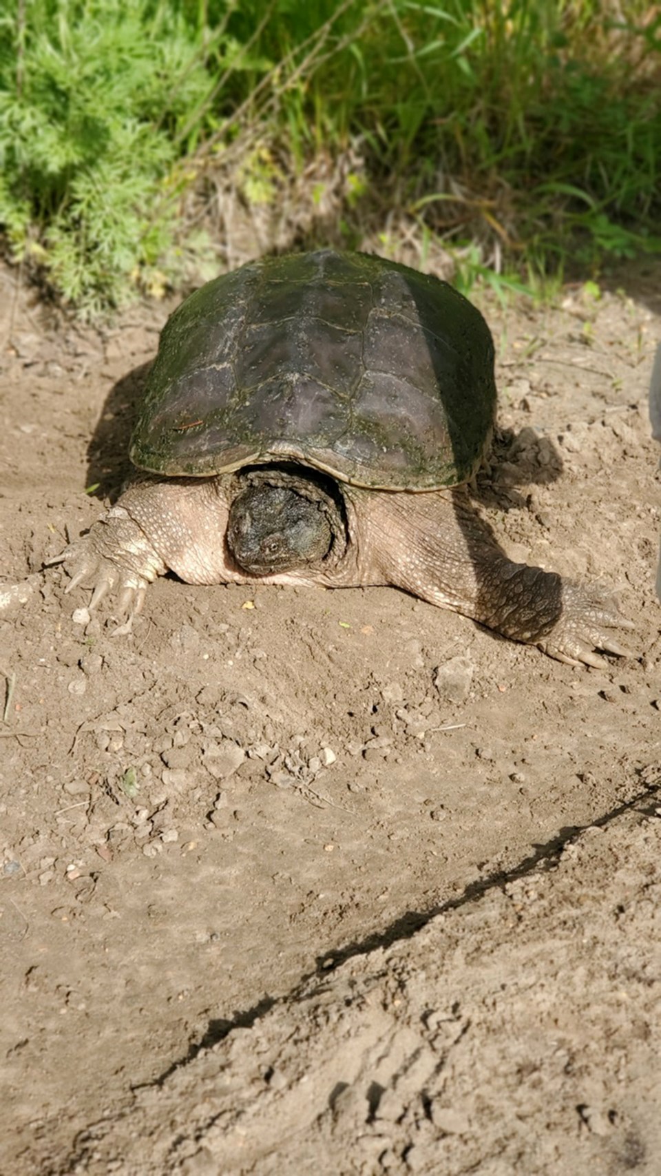 Turtle Estevan