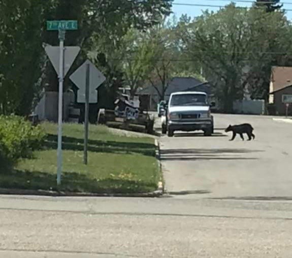 While some people doubted, this photo was shared of a small black bear within the town of Unity, June 2 and soon other sightings were noted on the social media post that accompanied this picture.