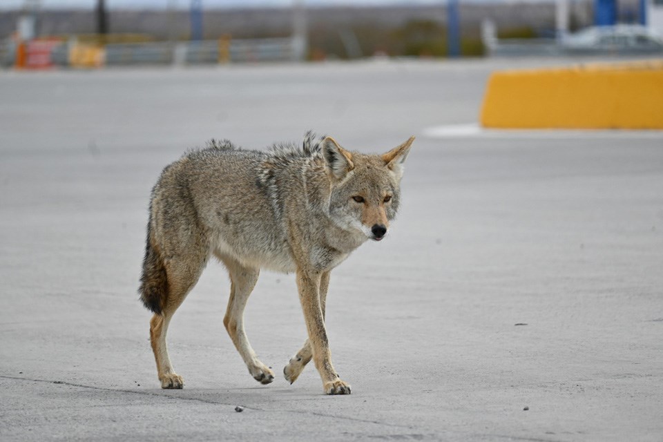 urban-coyote