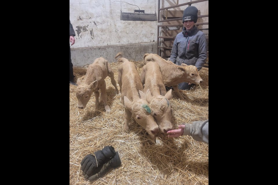 A cow in Bjorkdale has defied odds and given birth to four calves that have been named Orangala, Greenlop, Bluthany, and Nobody.