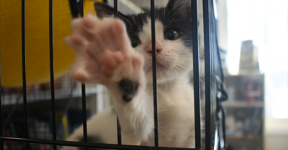 vet-clinic-change-2