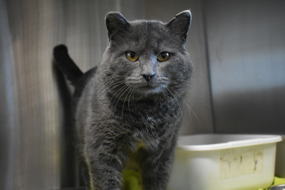 "Soot" the cat might have his tomcat jowls but he isn’t any less loveable than any other cat available at the Vet Clinic.