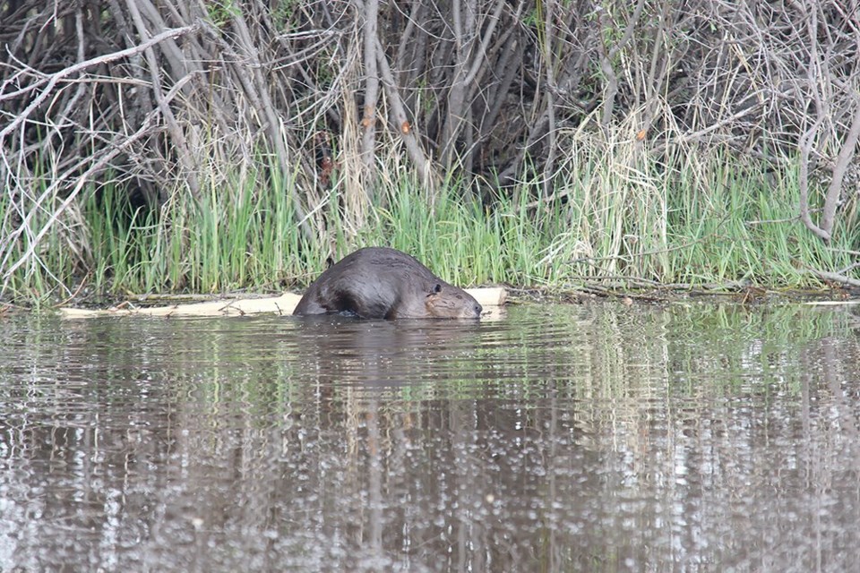 web22-5-col_MPM052814_beaver-above-water