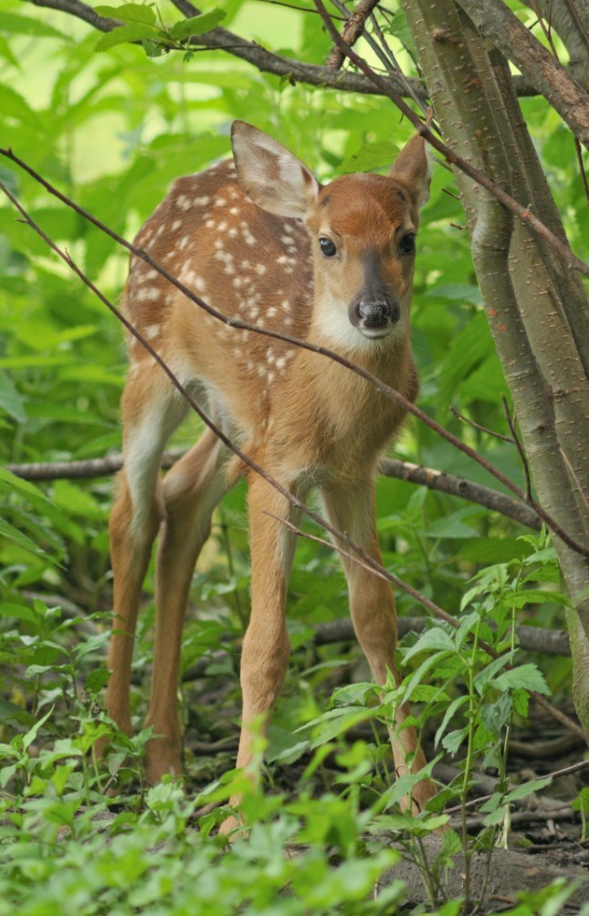 White-tailed Deer - Fawn_jpg