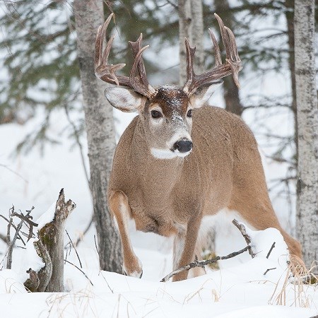 White-tailed deer 2