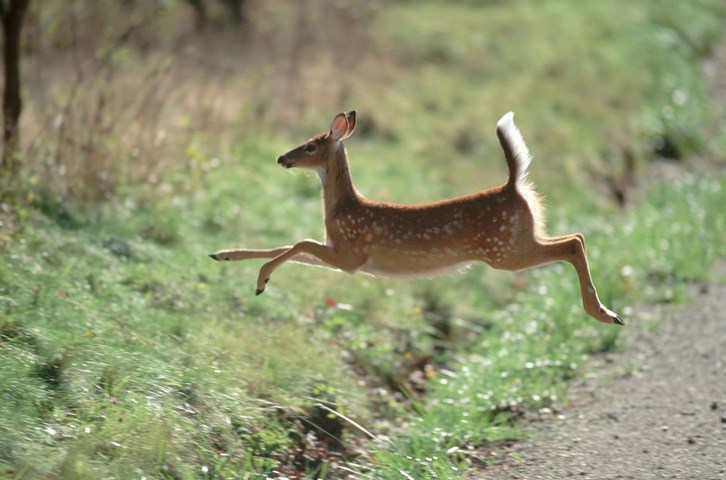 white tailed deer