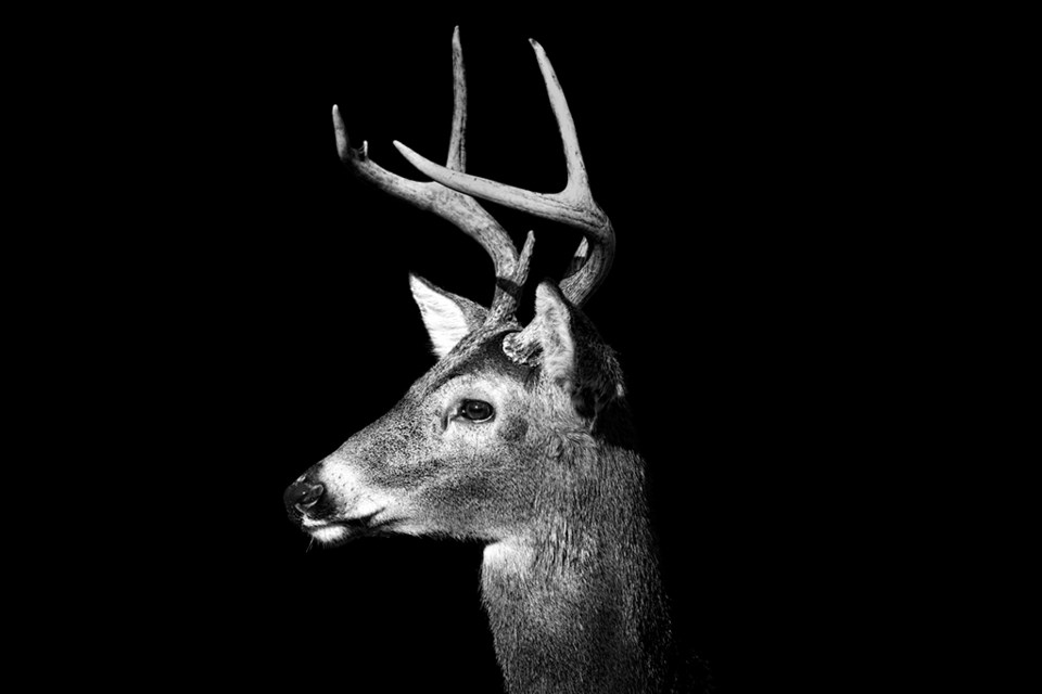 whitetaildeerbw