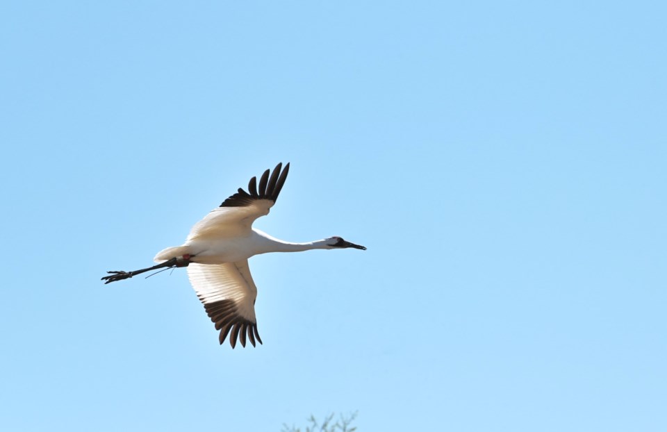 whoopingcrane0224