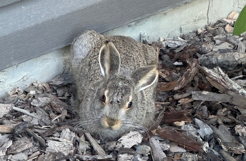 wild-rabbit-in-flower-bed(1)