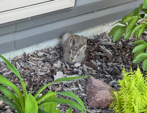 wild-rabbit-in-green-flower-bed(1)