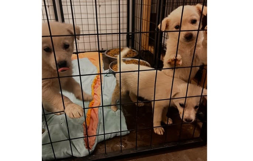 Shown is a photo of some of the dogs rescued from the northern wildfires.