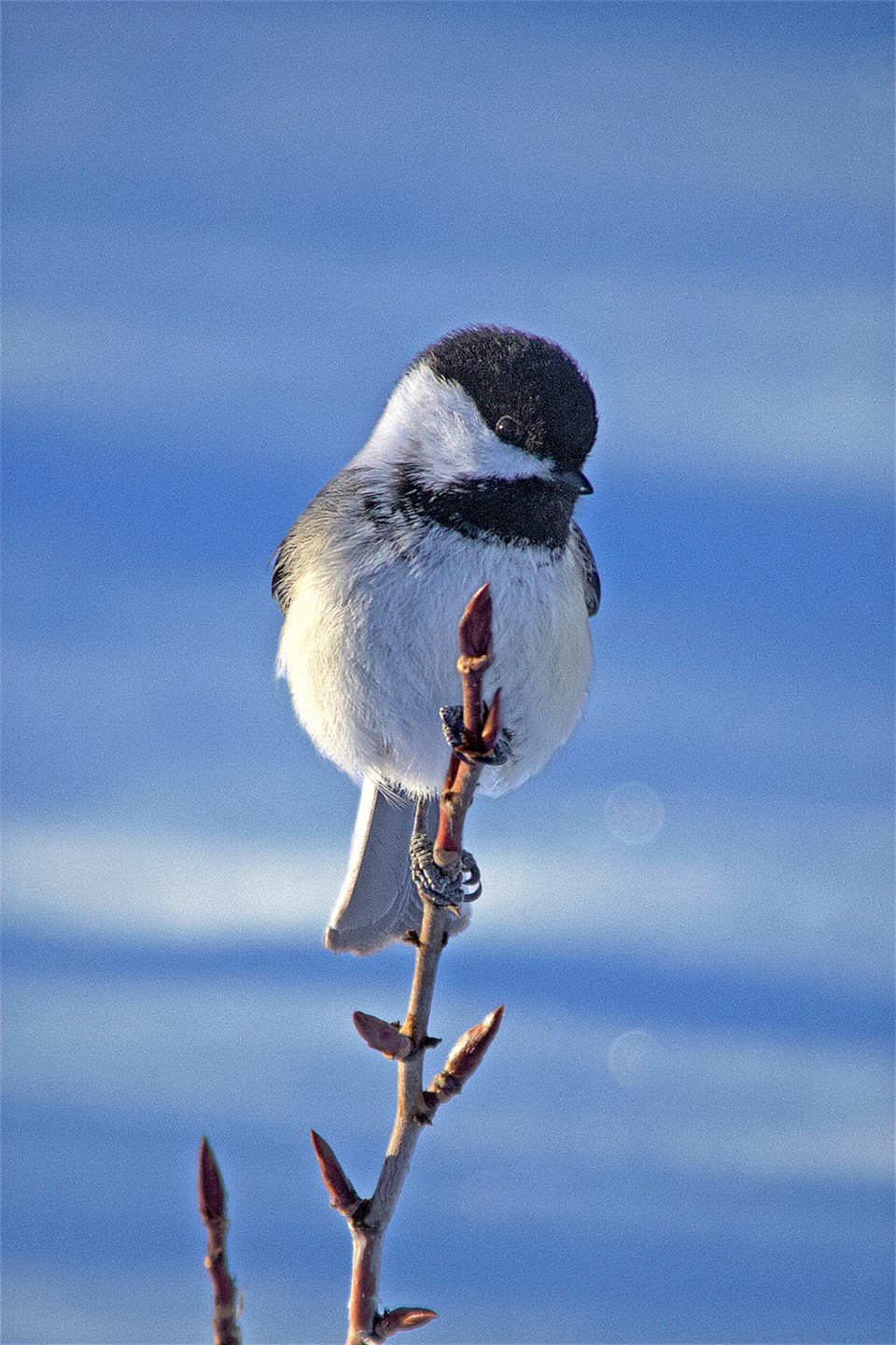 wildswindowchickadee