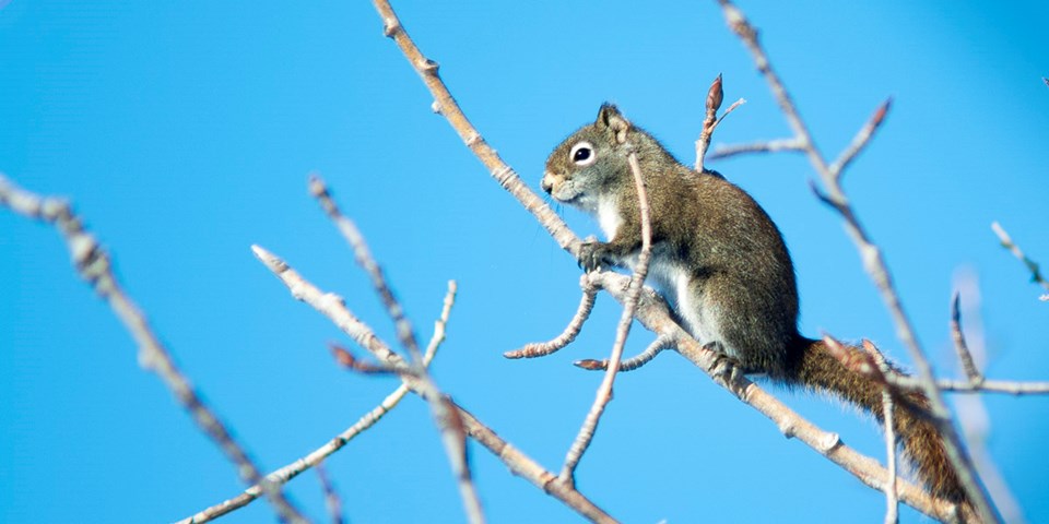 wildswindowsquirrel