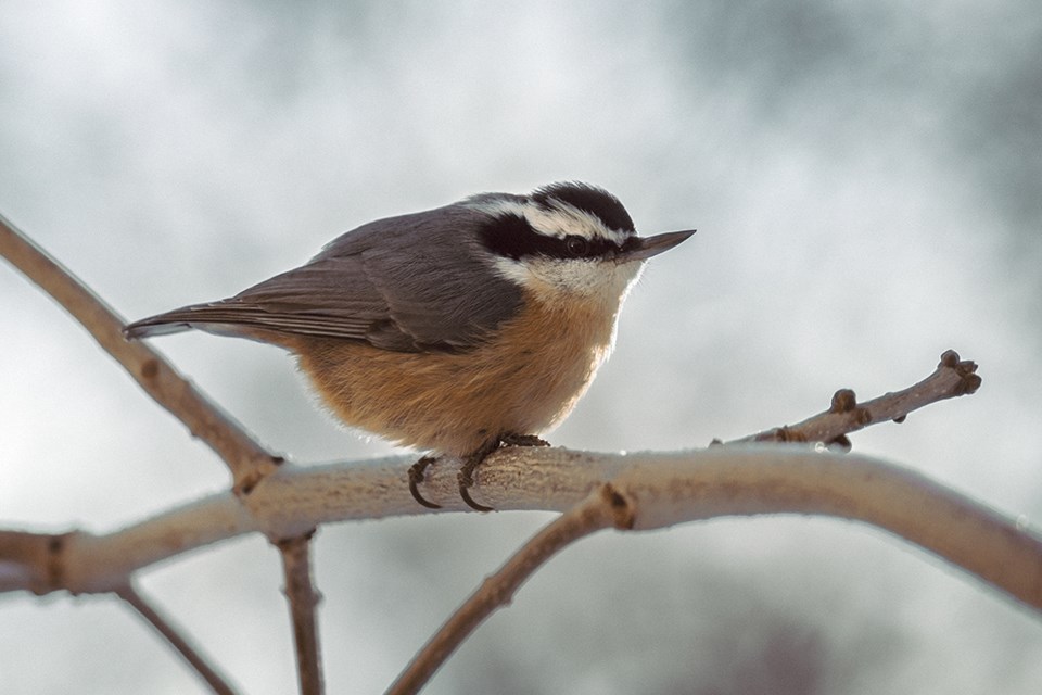 wildwindownuthatch