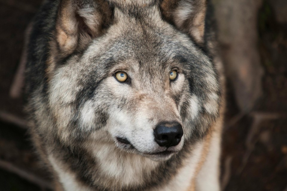 wolf-0425