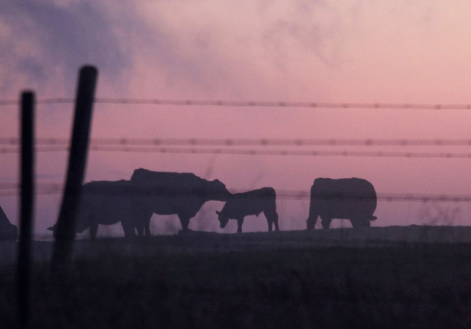 wp cattle pic