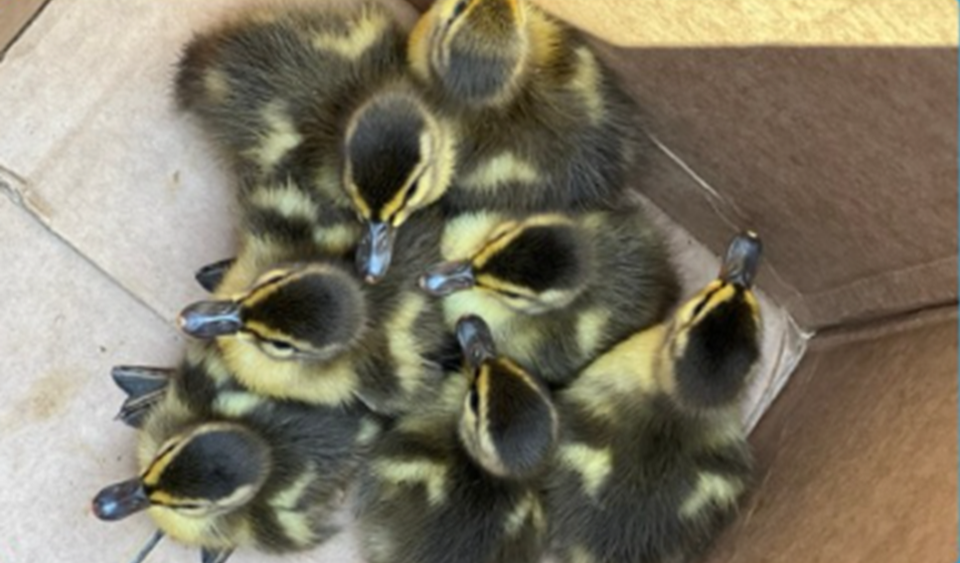 wrsos-ducklingss-june-24th-2025