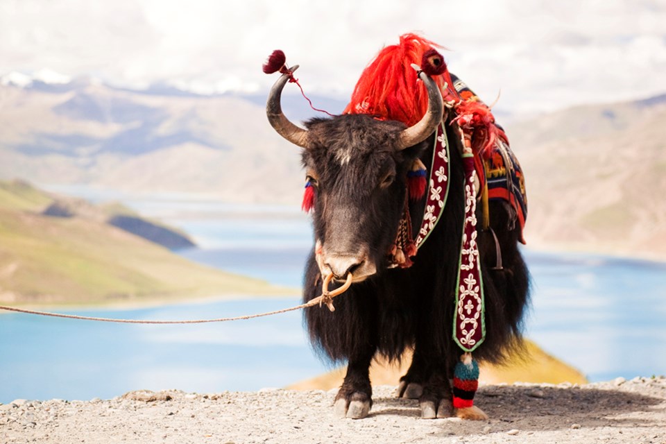 yak