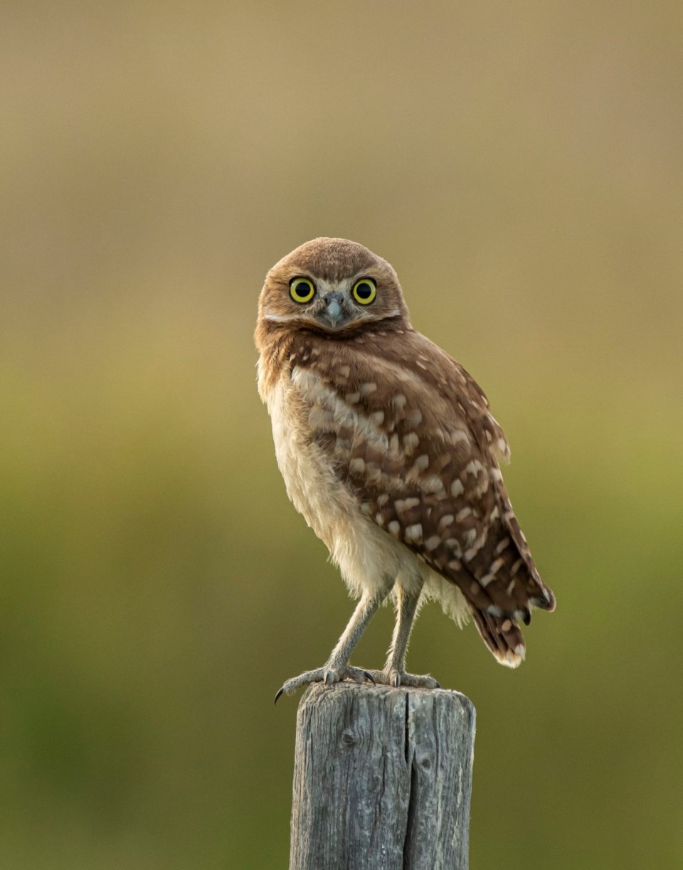 young-burrowing-owl-boyd-coburn-large