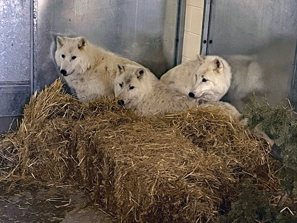 Saskatoon Forestry Farm new home for polar wolves 