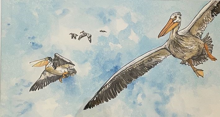 pelicans