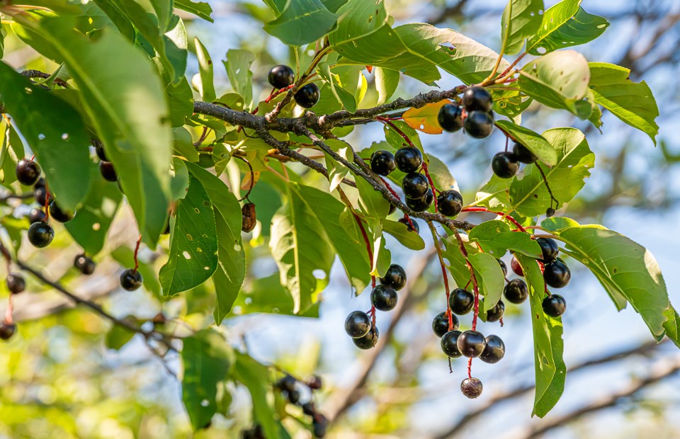 Ripe chokecherries growing on a tree in the WDM grounds.