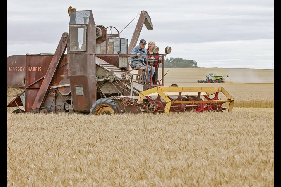 Gary Dixon combines with his antique Massey Harris.