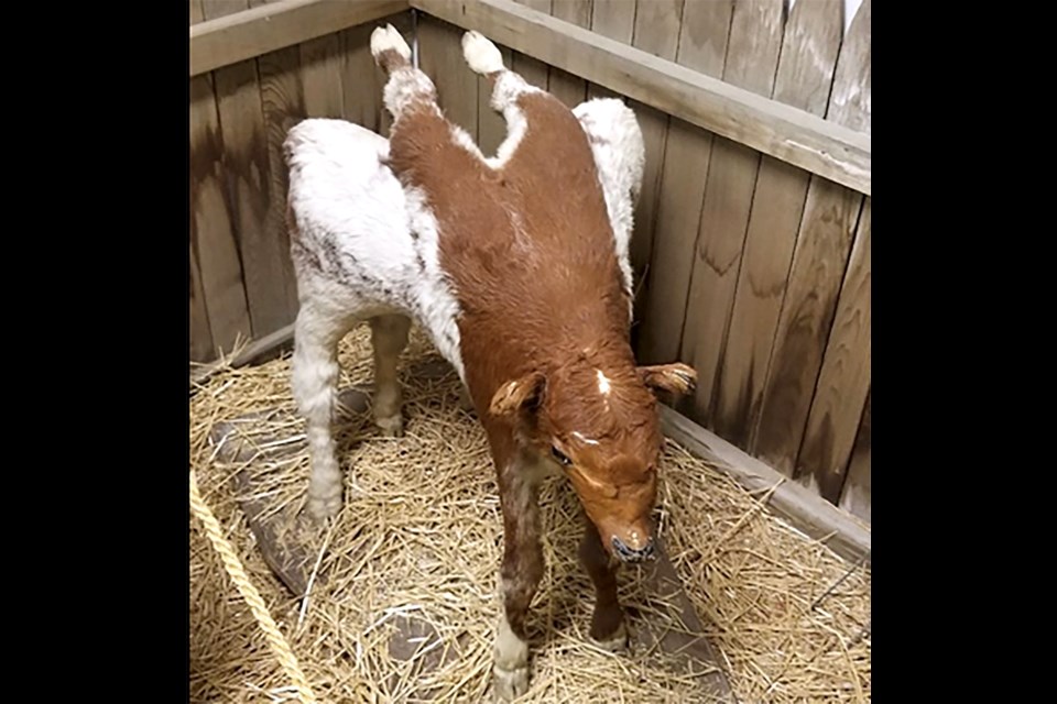 An eight-legged calf was born in Weyburn in 1945. It lived for a short time. 
