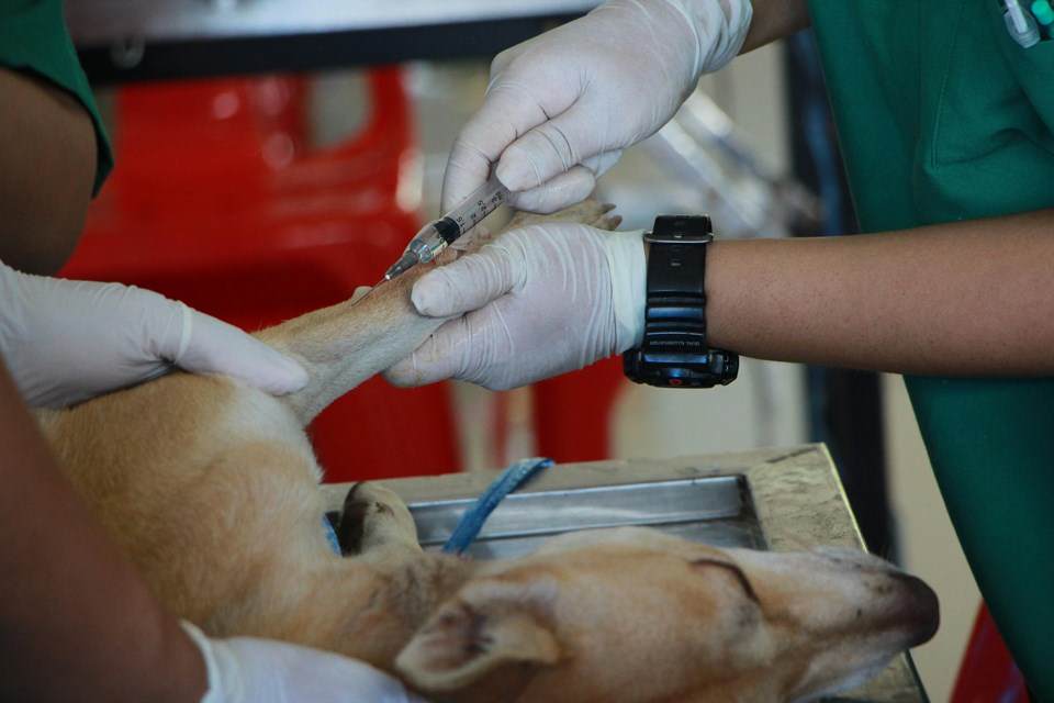 veterinarian