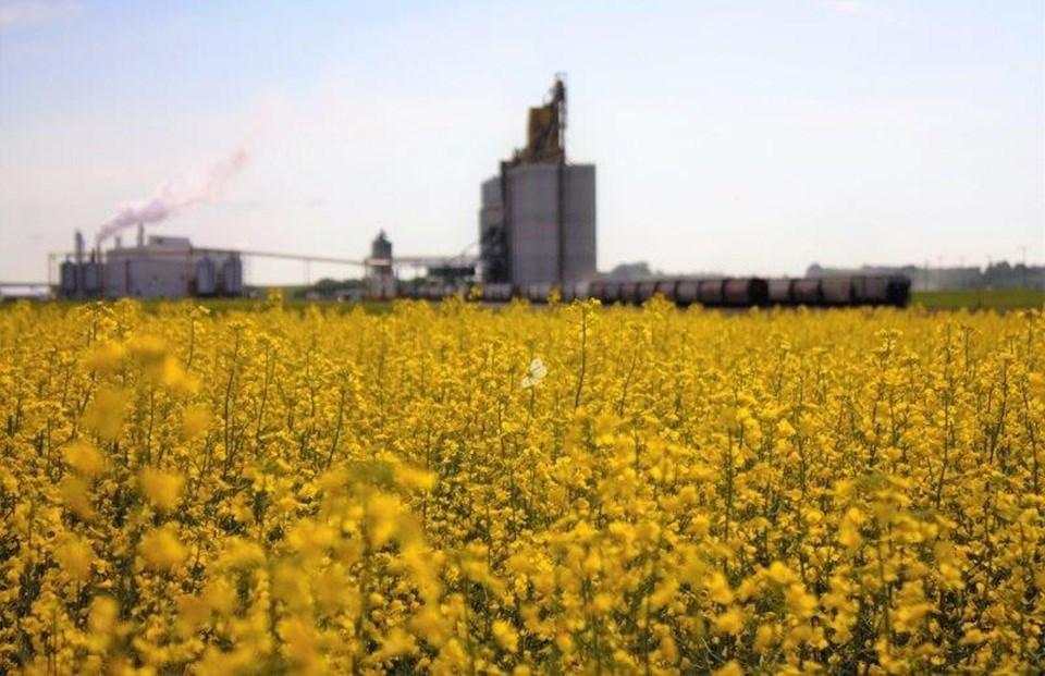 _NWT CANOLA BEFORE TERMINALMG_4653 (3)