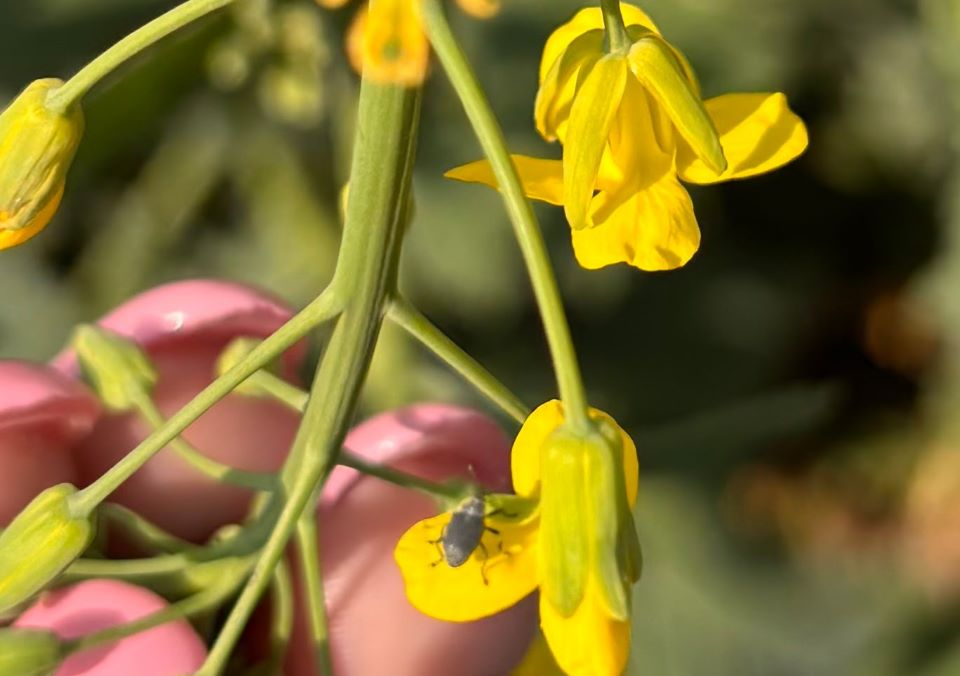 canola-cabbage-seed-weevils(1)