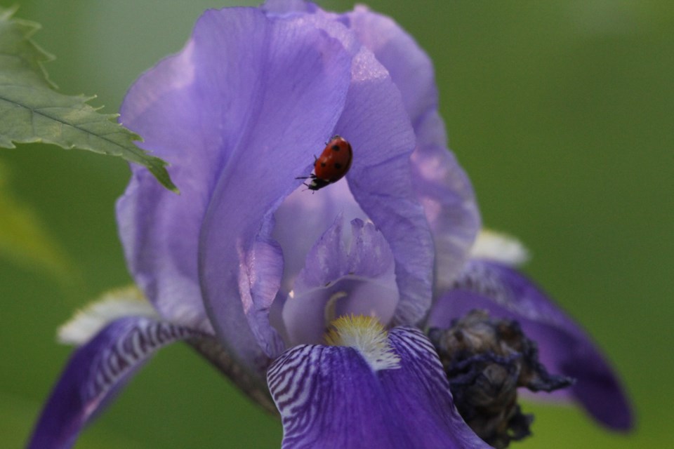 Flower-ladybug