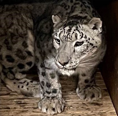 Kazi the snow leopard will arrive later this month.