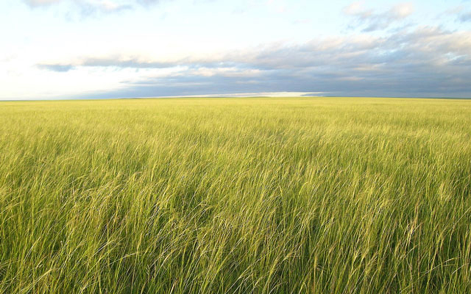 native-grassland