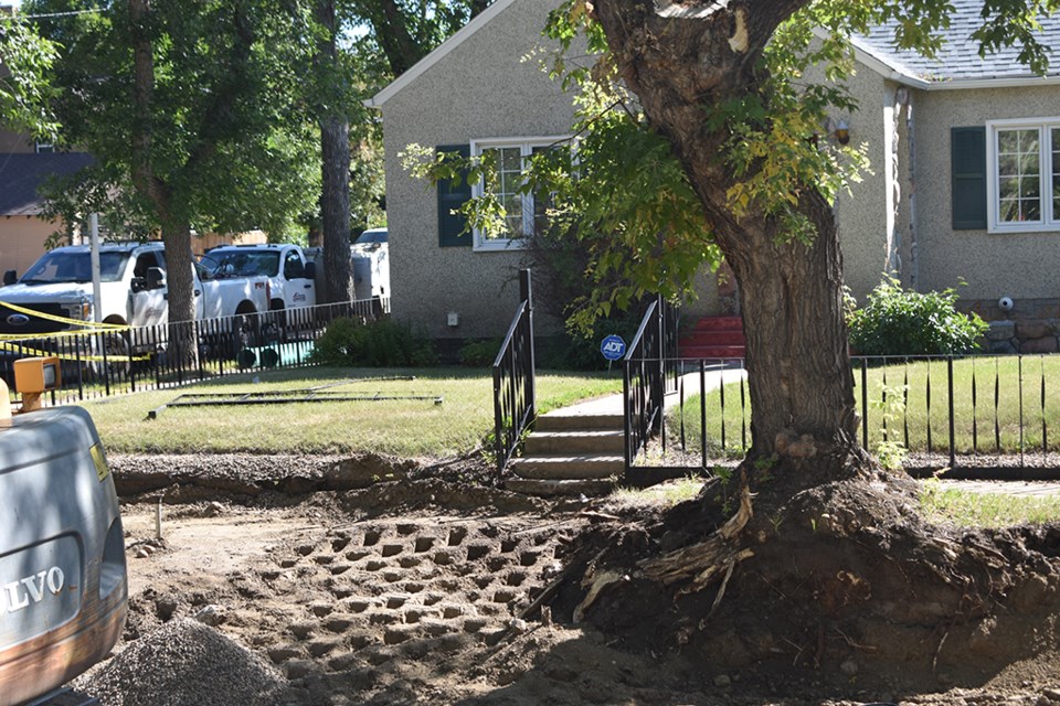 UPAR construction along 98th Street in North Battleford show substantial damage to structural roots on trees.