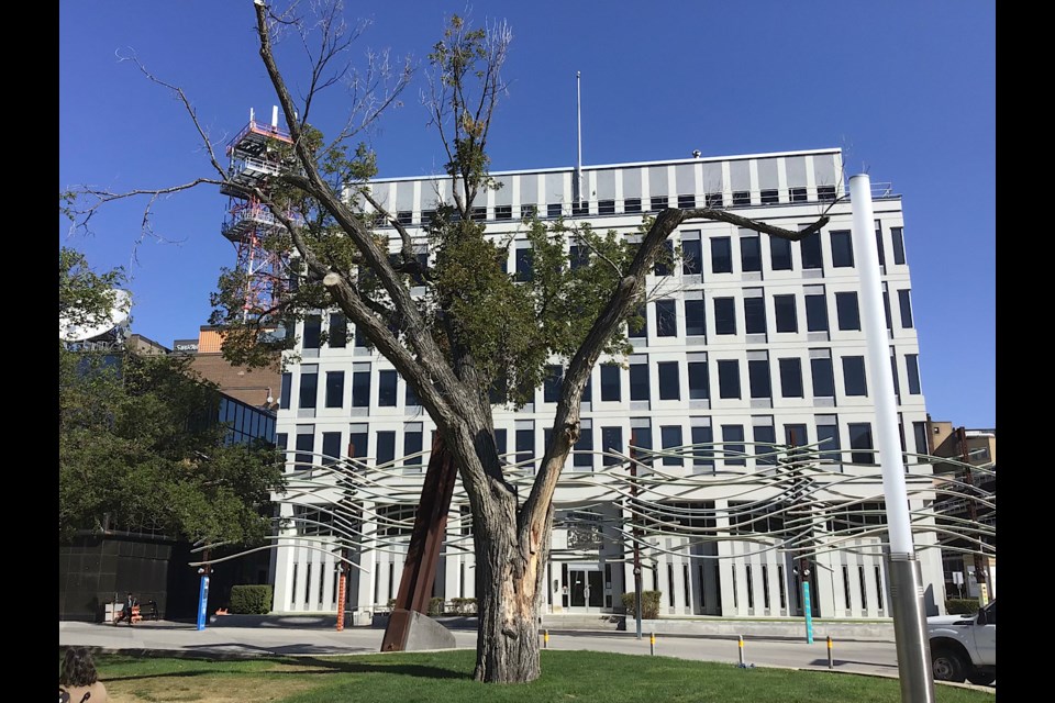 This 123 year old American Elm is set to be removed on August 20, 2023.