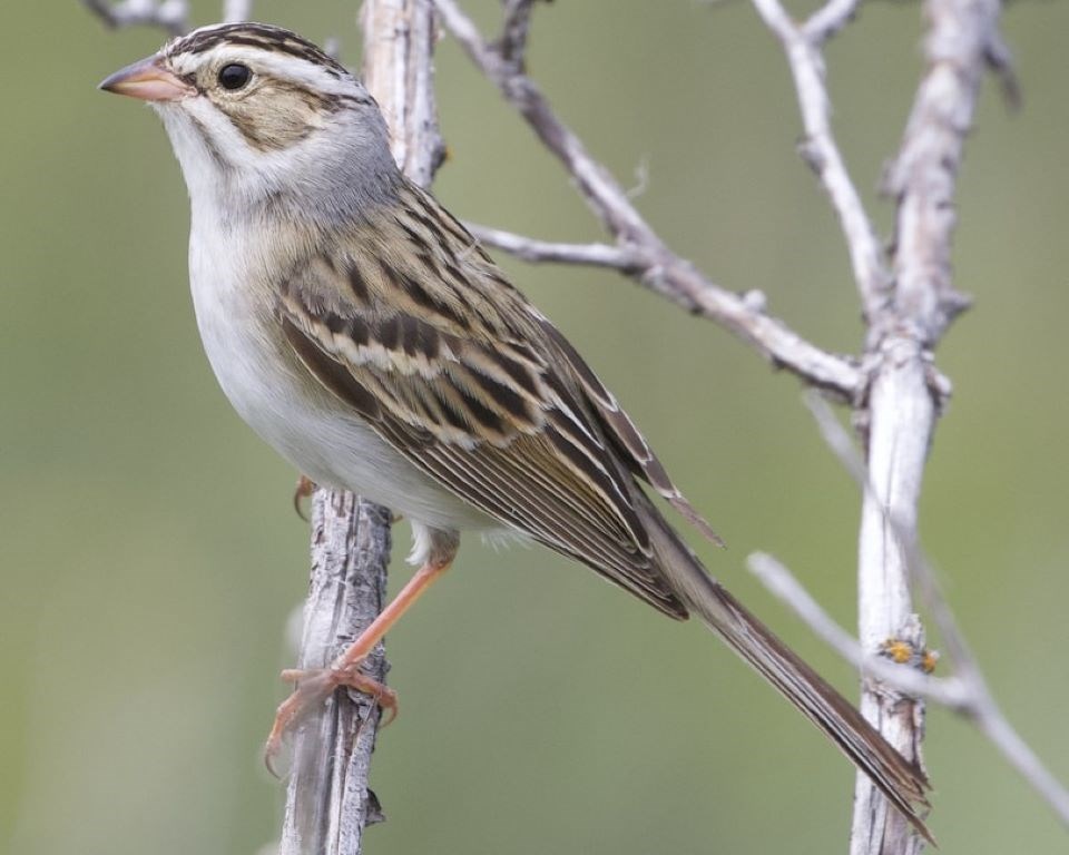 clay-colored-sparrow