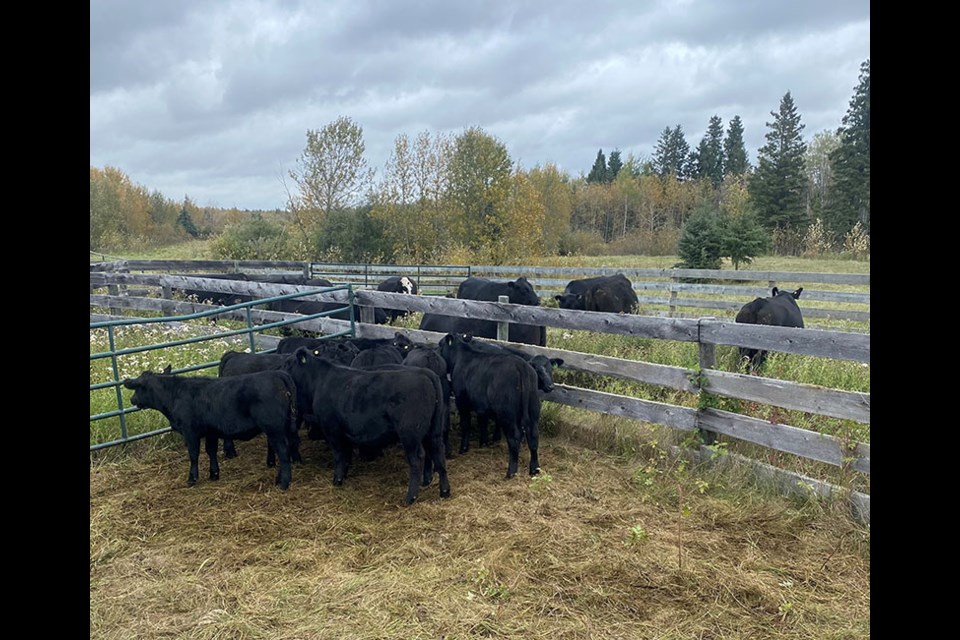 Purebred Black Angus bulls allegedly stolen from Alberta were found in Saskatchewan.