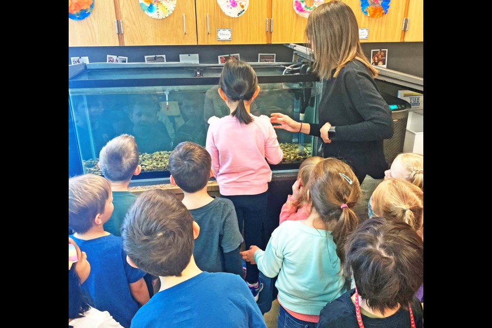 Students at St. Michael School gather around the fish tank in their classroom
