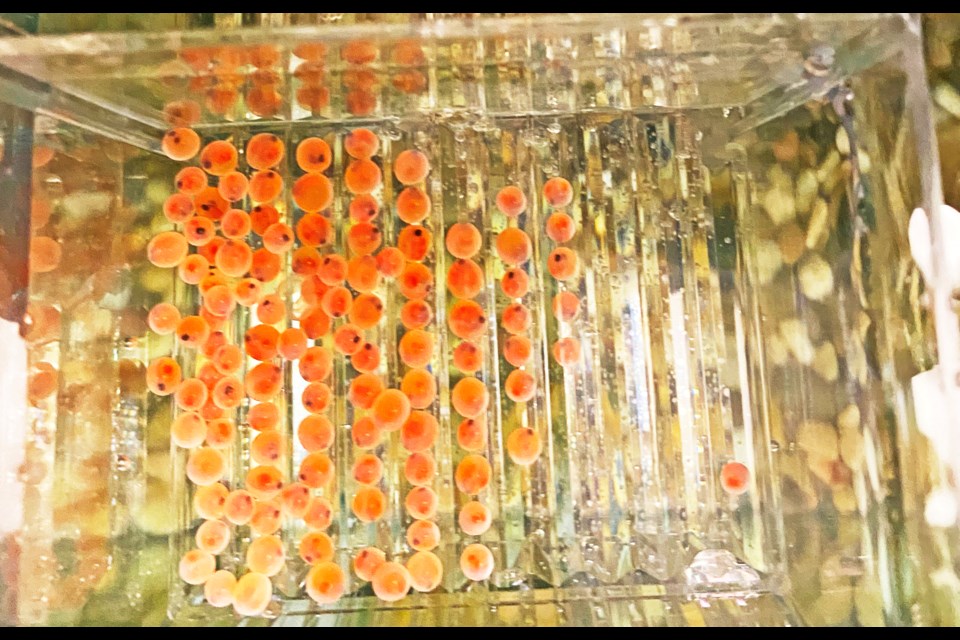This is how the eggs of rainbow trout looked when they first arrived to be put into the aquarium in teacher Candice Porter’s classroom at St. Michael School. The SWF FinS program is part of what the Kamsack Wildlife Federation offers. (SASKTODAY.ca file photo)